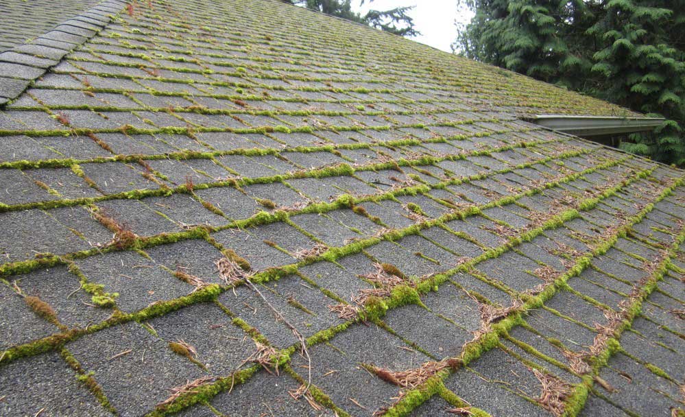 A moss covered roof before Envision Property Maintenance cleans it off